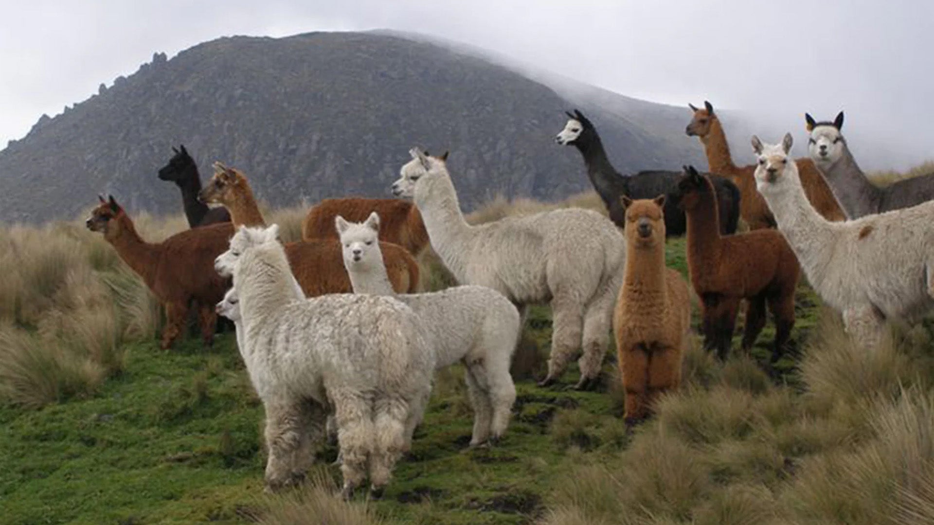 Worth their salt: The men who made Alpaca